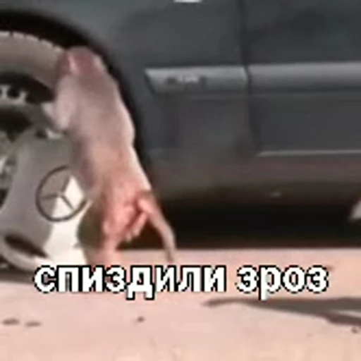 🤭 Стикер «зроз» для Telegram