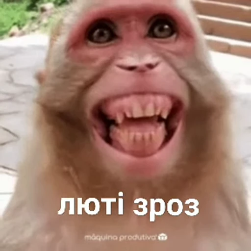 😡 Стикер «зроз» для Telegram