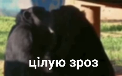 😘 Стикер «зроз» для Telegram