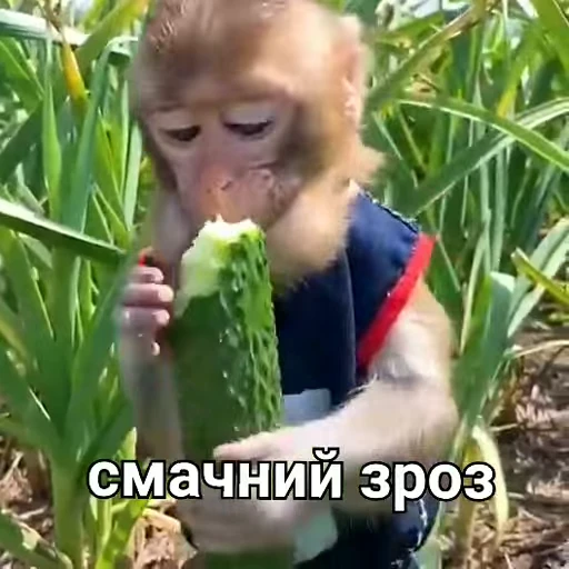 😋 Стикер «зроз» для Telegram