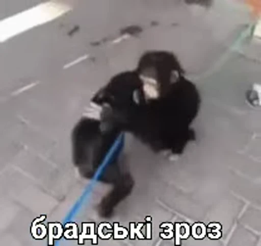 🫂 Стикер «зроз» для Telegram