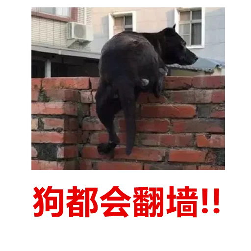 😎 Стикер «发薪日专用» для Telegram
