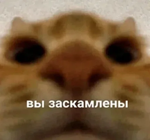 🤥 Стикер «Резонанс» для Telegram