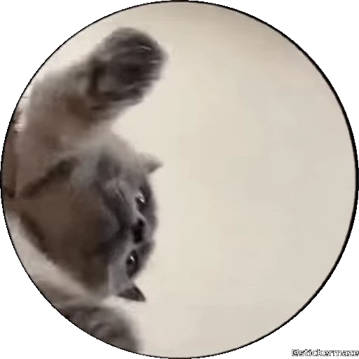 🥰 Стикер «PEDRO PEDRO pets» для Telegram