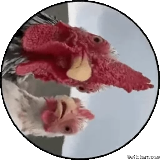 🥰 Стикер «PEDRO PEDRO pets» для Telegram