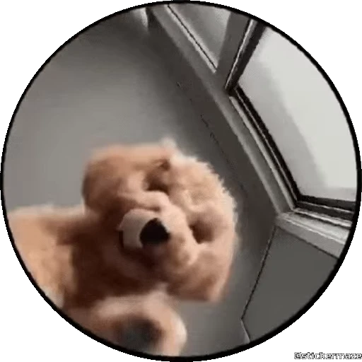 🥳 Стикер «PEDRO PEDRO pets» для Telegram