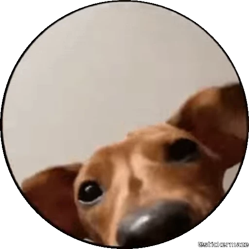 🥰 Стикер «PEDRO PEDRO pets» для Telegram