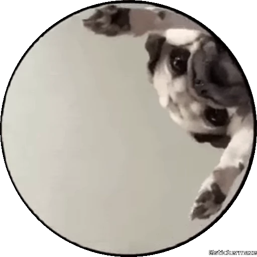 🥰 Стикер «PEDRO PEDRO pets» для Telegram
