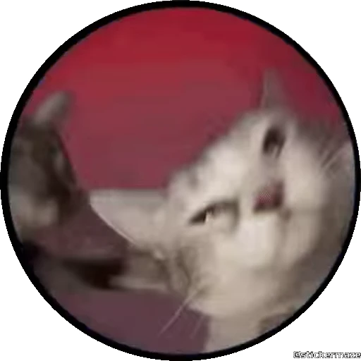 🥰 Стикер «PEDRO PEDRO pets» для Telegram
