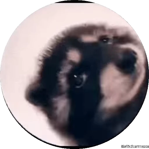 Стикерпак PEDRO PEDRO pets для Telegram — скачать