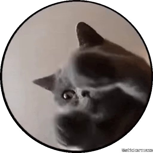 🥰 Стикер «PEDRO PEDRO pets» для Telegram