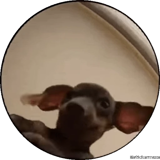 🥰 Стикер «PEDRO PEDRO pets» для Telegram