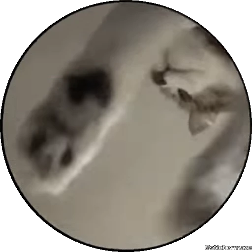 😼 Стикер «PEDRO PEDRO pets» для Telegram