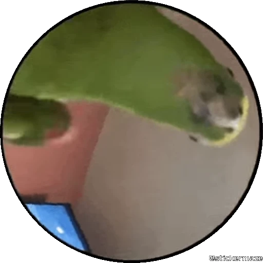 🥰 Стикер «PEDRO PEDRO pets» для Telegram