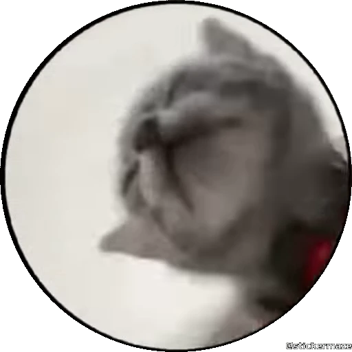 🥰 Стикер «PEDRO PEDRO pets» для Telegram