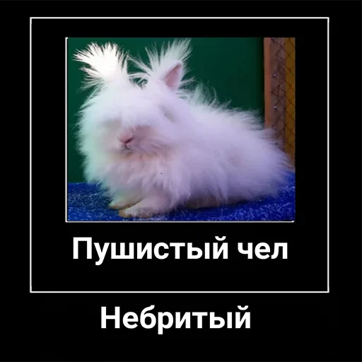 🧑‍🦲 Стикер «Чел» для Telegram