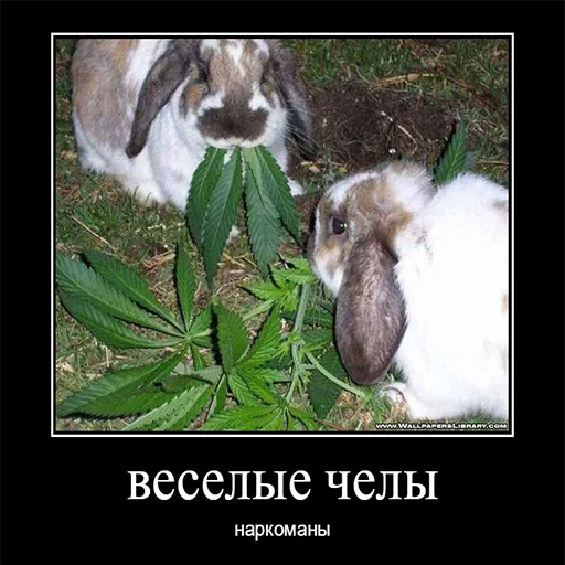🤩 Стикер «Чел» для Telegram