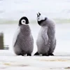 🐧 Эмодзи «Penguins» для Telegram