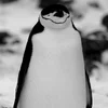 🙁 Эмодзи «Penguins» для Telegram