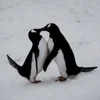 💋 Эмодзи «Penguins» для Telegram