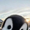 👀 Эмодзи «Penguins» для Telegram