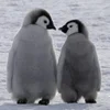 💋 Эмодзи «Penguins» для Telegram
