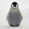😴 Эмодзи «Penguins» для Telegram