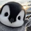 👋 Эмодзи «Penguins» для Telegram