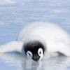 🫠 Эмодзи «Penguins» для Telegram