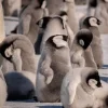 😌 Эмодзи «Penguins» для Telegram