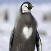 🤍 Эмодзи «Penguins» для Telegram