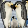 🤍 Эмодзи «Penguins» для Telegram
