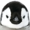 😠 Эмодзи «Penguins» для Telegram