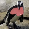 ❤️ Эмодзи «Penguins» для Telegram