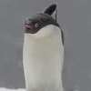 🙆‍♀️ Эмодзи «Penguins» для Telegram