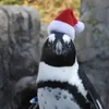 🎅 Эмодзи «Penguins» для Telegram