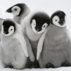 🐧 Эмодзи «Penguins» для Telegram