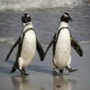 🤍 Эмодзи «Penguins» для Telegram