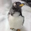 👀 Эмодзи «Penguins» для Telegram