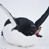 🐧 Эмодзи «Penguins» для Telegram