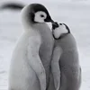 💋 Эмодзи «Penguins» для Telegram