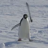 🔪 Эмодзи «Penguins» для Telegram