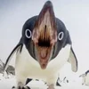 🧛 Эмодзи «Penguins» для Telegram