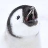 😮 Эмодзи «Penguins» для Telegram