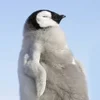😌 Эмодзи «Penguins» для Telegram