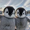 Стикерпак Penguins для Telegram