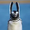 🙆‍♀️ Эмодзи «Penguins» для Telegram