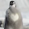 🤍 Эмодзи «Penguins» для Telegram