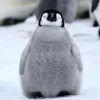 😴 Эмодзи «Penguins» для Telegram