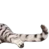 😉 Эмодзи «̗̀Ｋｉｔｔｅｎｓ» для Telegram